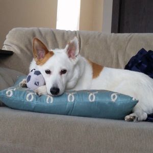 Meet your Posher, Dan